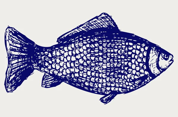 Crucian carp — Stock Image Crucian carp Royalty Free Stock Images