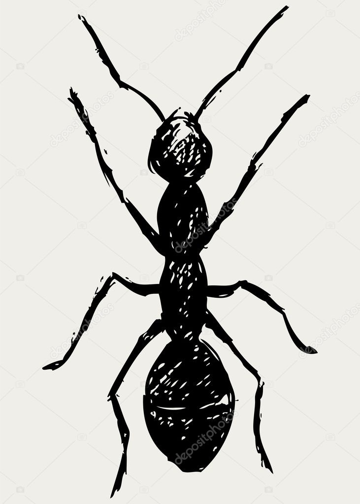 Portrait of ant