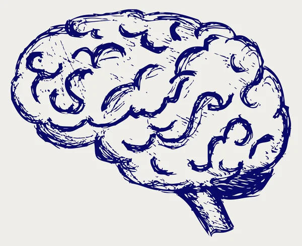 Людський мозок — стокове фото