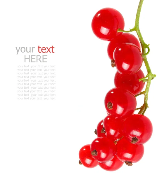 Frische Johannisbeeren auf weißem Hintergrund mit Beispieltext — Stockfoto