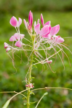 cleome veya örümcek çiçek, uzun bir çiçeklenme yıllık