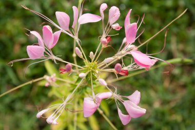 cleome veya örümcek çiçek, uzun bir çiçeklenme yıllık