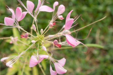 cleome veya örümcek çiçek, uzun bir çiçeklenme yıllık