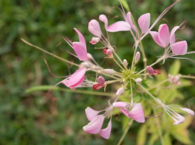 cleome veya örümcek çiçek, uzun bir çiçeklenme yıllık