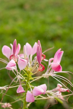 Cleome or Spider Flower, a tall blooming annual clipart