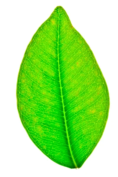 A beautiful green leaf isolated on white — Stockfoto