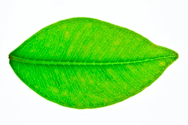 Egy gyönyörű zöld levél elszigetelt fehér — Stock Fotó