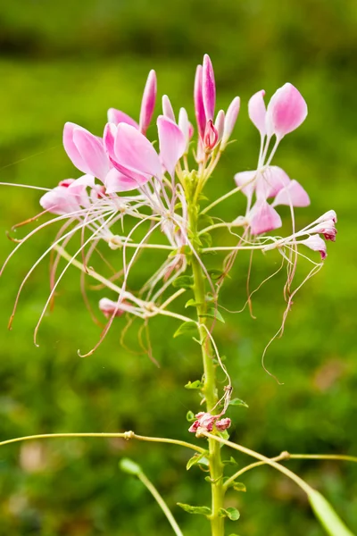 Cleome або Павук квітки, високий квітучий річний — стокове фото