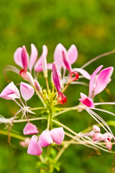 Цветок клеомы или паука, высокий цветущий однолетний — стоковое фото