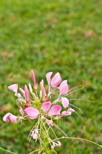 Cleome ή λουλούδι αραχνών, ένα ψηλό ανθίζοντας ετήσιες — Φωτογραφία Αρχείου