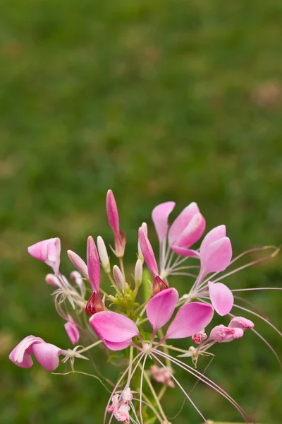 Cleome eller spider blomma, en tall blommande årliga — Stockfoto