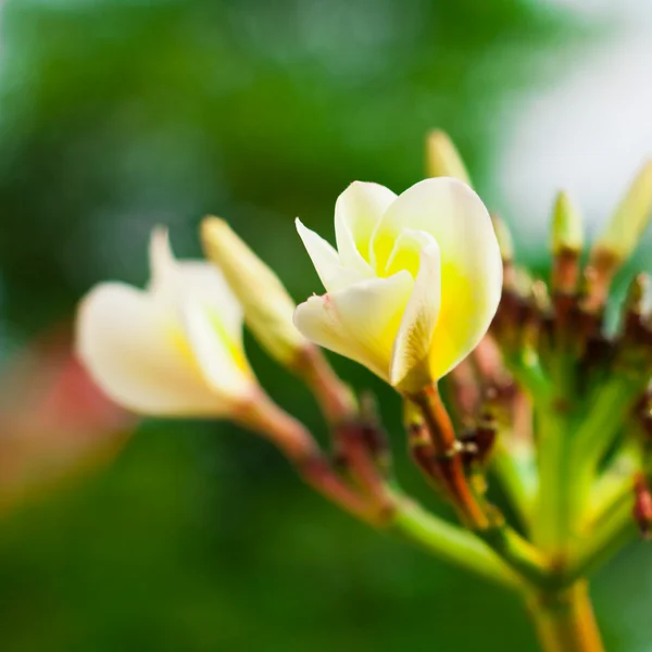 Frangipani spa plumeria blommor — Stockfoto