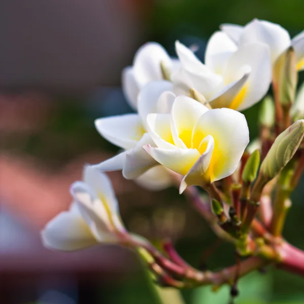 フランジパニのスパのプルメリアの花 — ストック写真