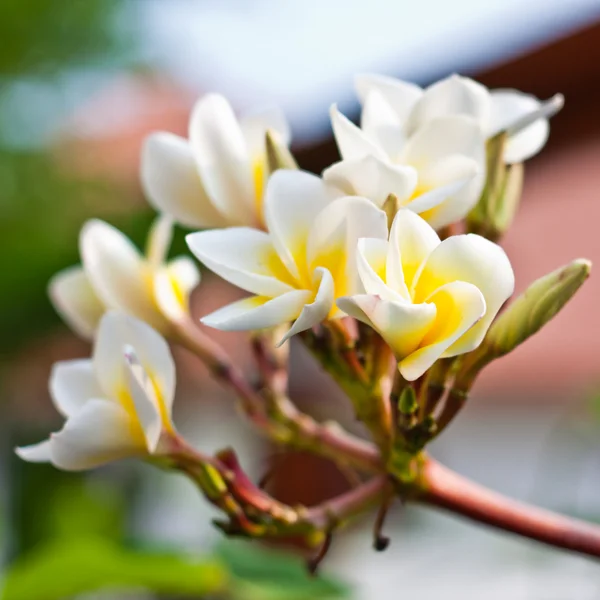 フランジパニのスパのプルメリアの花 — ストック写真