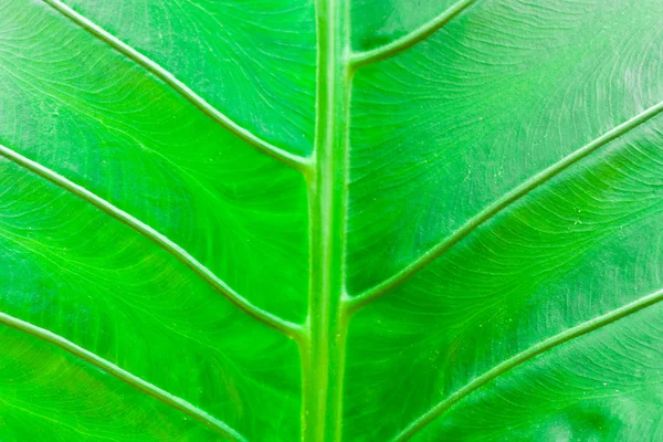 TEXTURE OF A GREEN LEAF — Stock Photo, Image