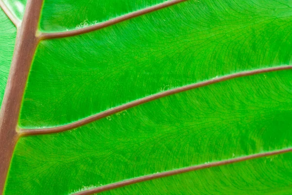 Textura de uma folha verde — Fotografia de Stock