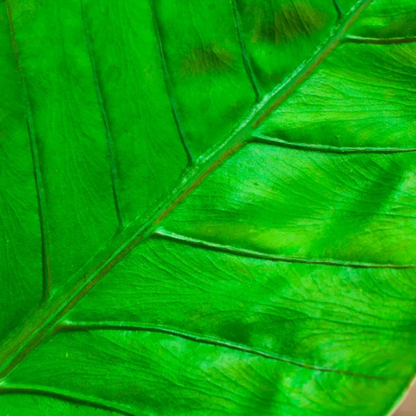 Textura de una hoja verde —  Fotos de Stock