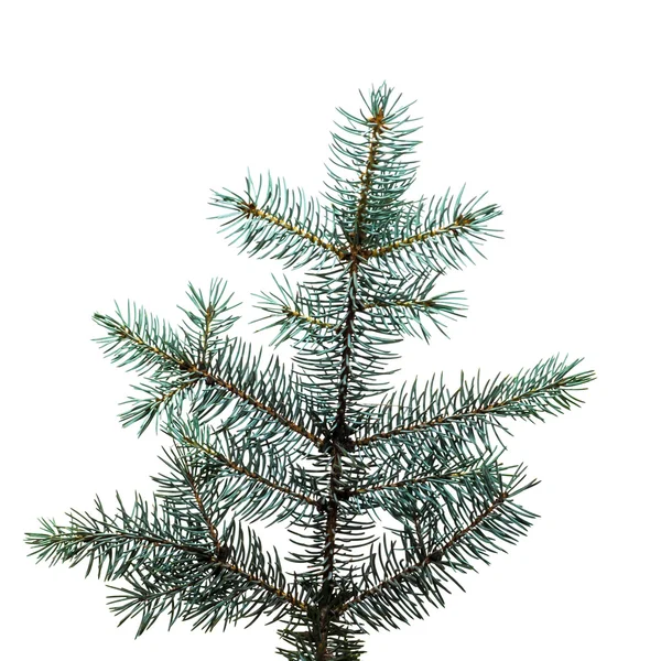 A branch of the blue spruce. — Stock Photo, Image