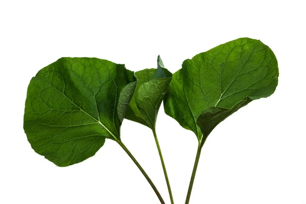 Burdock leaves. — Stock Photo, Image