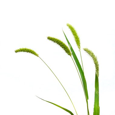 Alopecurus pratensis is isolated on a white background. clipart