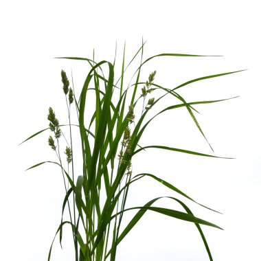 Dactylis glomerata isolated on a white background. clipart