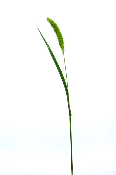 看麦娘草地早熟禾被孤立在白色背景上. — 图库照片