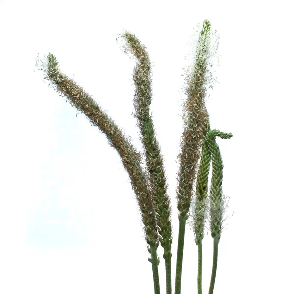 Psyllium seeds. — Stock Photo, Image