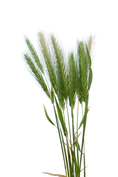 Уши пшеницы на белом фоне. — стоковое фото