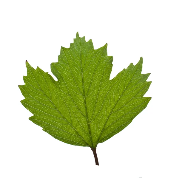 Leaf Viburnum. — Stock Photo, Image