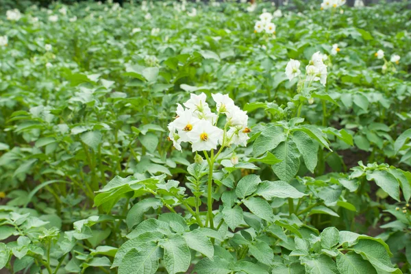 Картофель цветок на поле . — стоковое фото