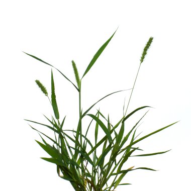 Alopecurus pratensis is isolated on a white background. clipart