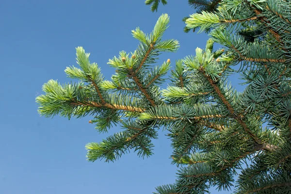 Çam ağacı yastıkları koyu mavi gökyüzü. — Stok fotoğraf