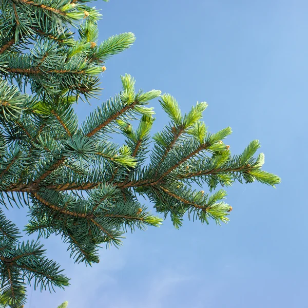 Çam ağacı yastıkları koyu mavi gökyüzü. — Stok fotoğraf