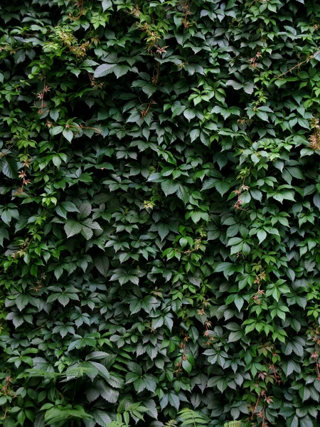 Стена, покрытая листьями — стоковое фото