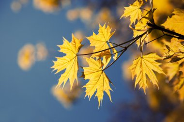 sonbahar güneşli sabah sarı yapraklar