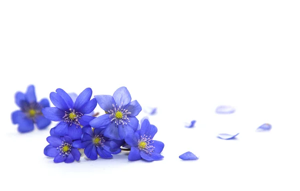 Spring flowers. — Stock Photo, Image