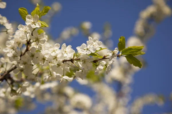 Våren blommande vit cherry på himmel bakgrund — Stockfoto