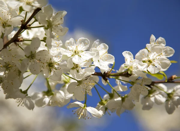 Våren blommande vit cherry på himmel bakgrund — Stockfoto