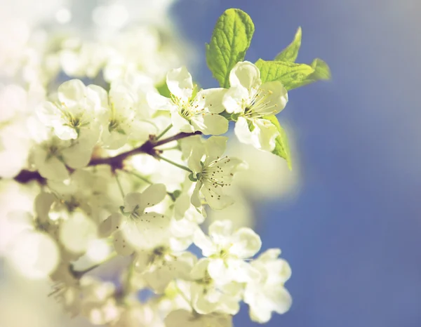 Na jaře kvetoucí bílá třešeň na pozadí oblohy — Stock fotografie