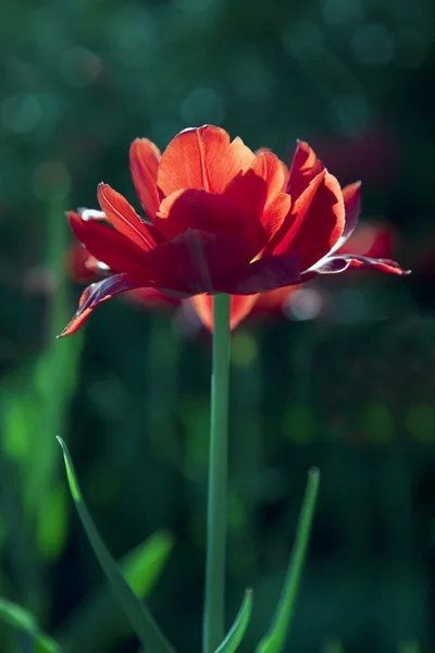 Красный тюльпан в солнечный день . — стоковое фото