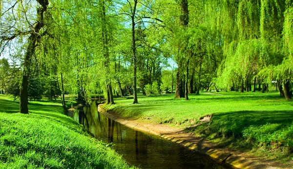 日当たりの良い朝の緑豊かな公園 — ストック写真