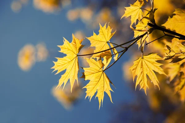 Žluté listy podzimní slunečné ráno — Stock fotografie