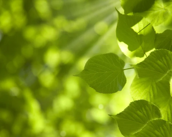 晴れた日に緑の葉 — ストック写真