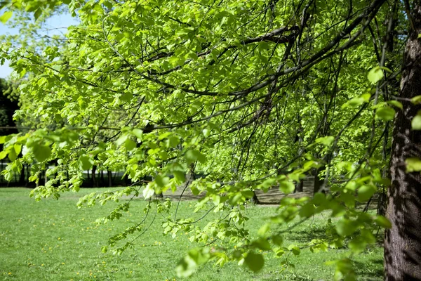 Grönt träd i parken — Stockfoto