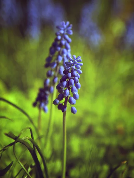 Blue spring flower. — Stock Photo, Image
