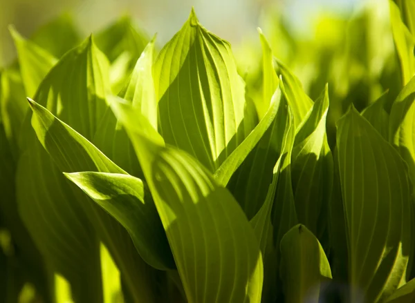 Folhas verdes na primavera manhã ensolarada — Fotografia de Stock
