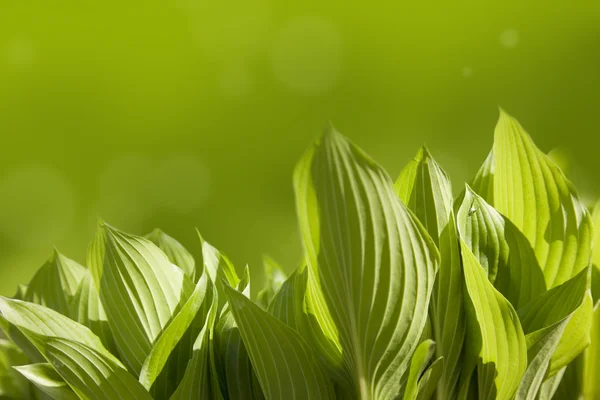 Folhas verdes na primavera manhã ensolarada — Fotografia de Stock