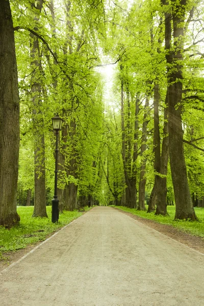 緑豊かな公園の路地 — ストック写真