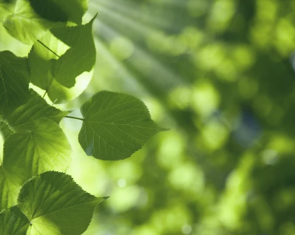 Güneşli bir günde yeşil yapraklar — Stok fotoğraf