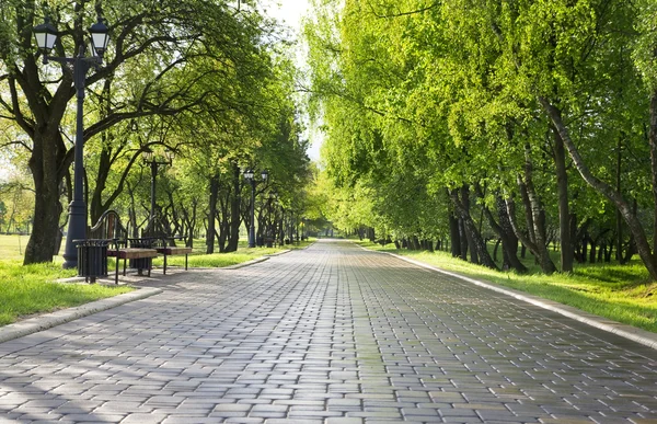 Alley in green park. — Stock Photo, Image